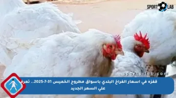 قفزة في أسعار الفراخ البلدي بأسواق مطروح الخميس 31-7-2025.. تعرف على السعر الجديد